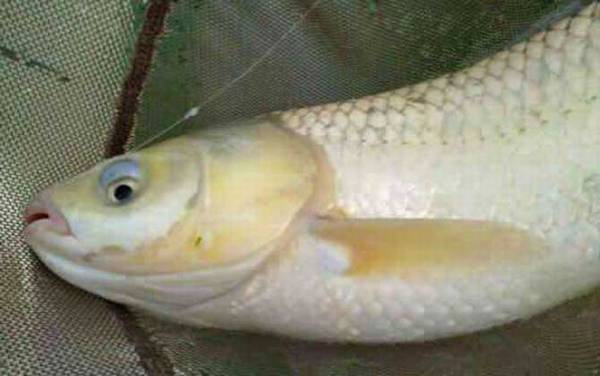 鲮鱼是什么鱼?