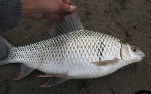 鲮鱼吃什么食物?