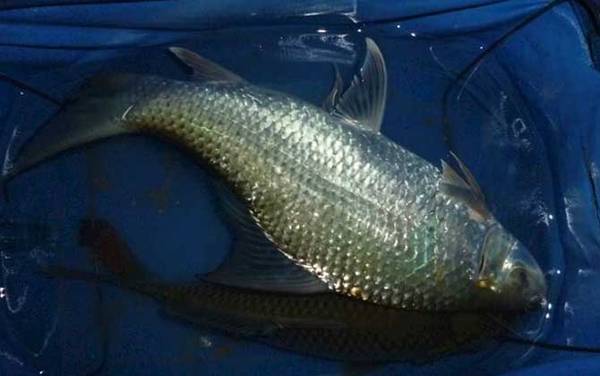 鲮鱼吃什么食物?