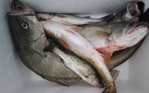 鲈鱼是淡水鱼还是海鱼?