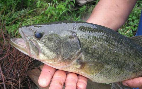 鲈鱼是淡水鱼还是海鱼?