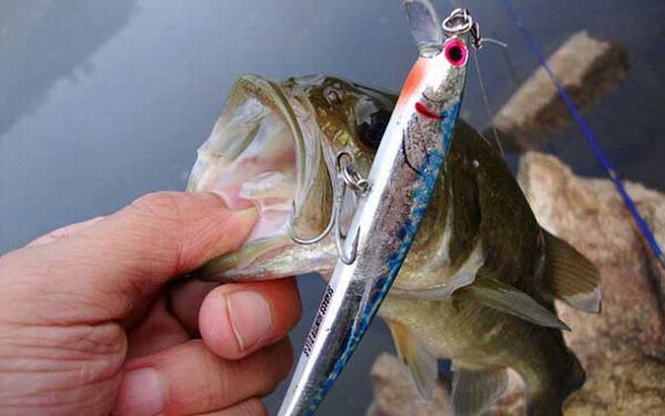 鲈鱼的生活习性及特点