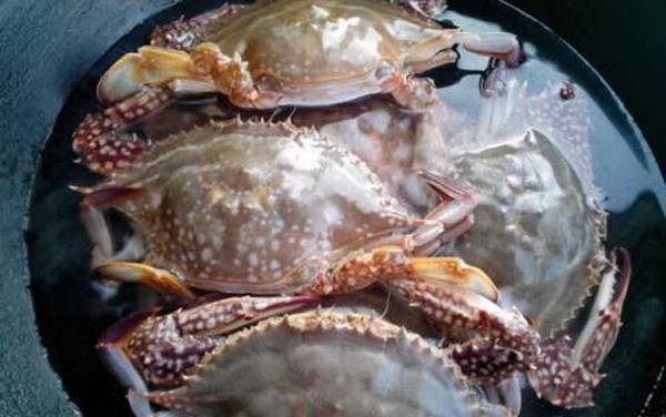 螃蟹吃什么食物?