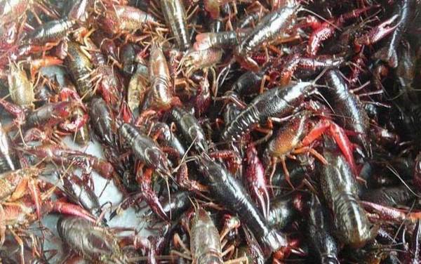 小龙虾是怎么来的?