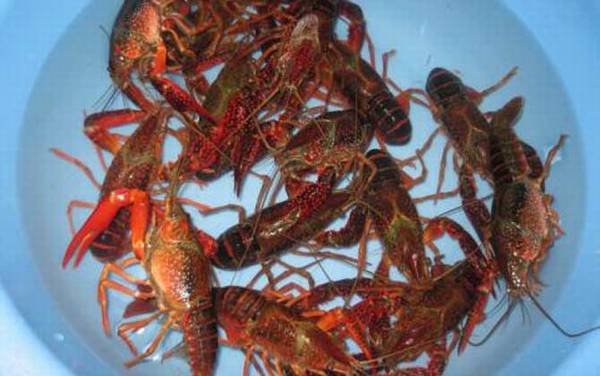 小龙虾是怎么来的?