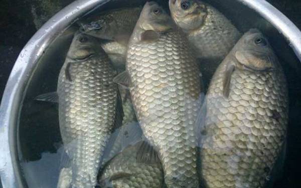 鲫鱼和鲤鱼有什么区别?