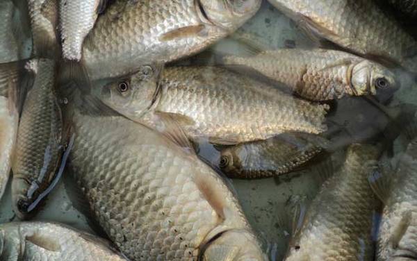 鲫鱼和鲤鱼有什么区别?