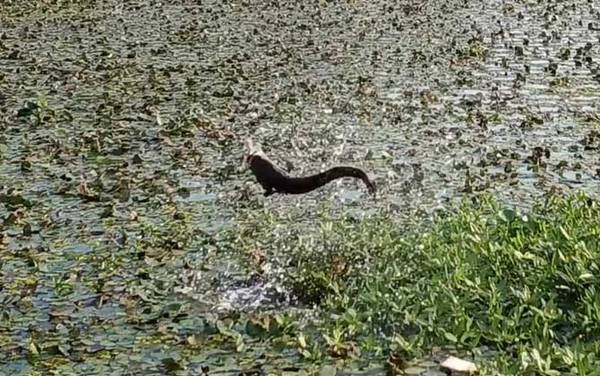 家里养黑鱼吉利吗?