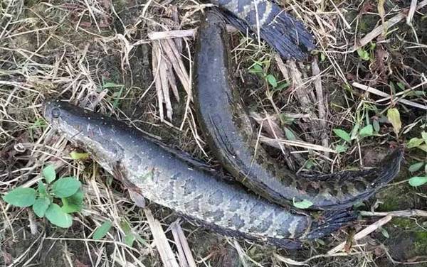 为什么都说黑鱼有毒?