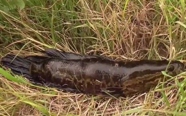 为何信佛的人不吃黑鱼?