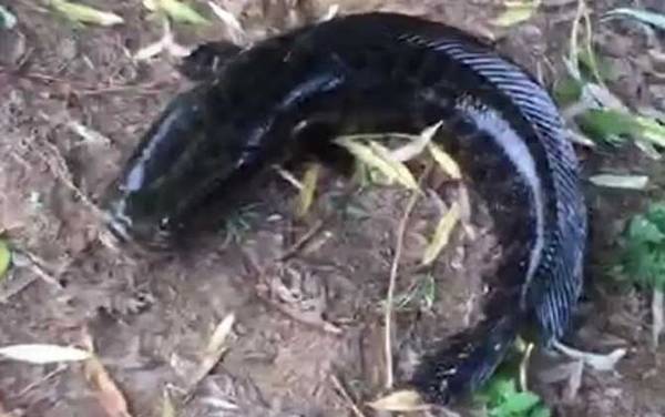 为何信佛的人不吃黑鱼?