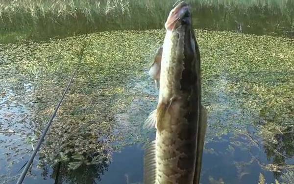 火头鱼是黑鱼吗?