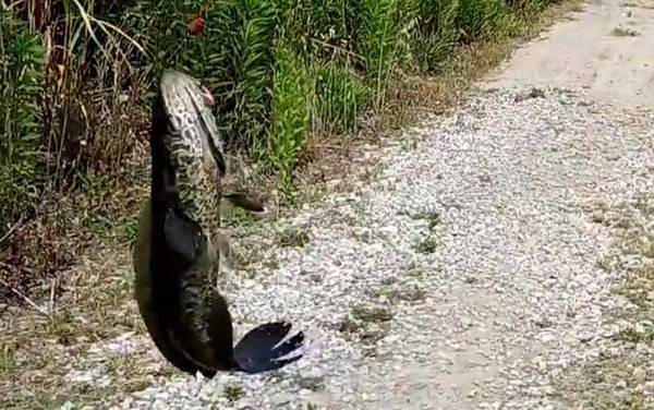 火头鱼是黑鱼吗?