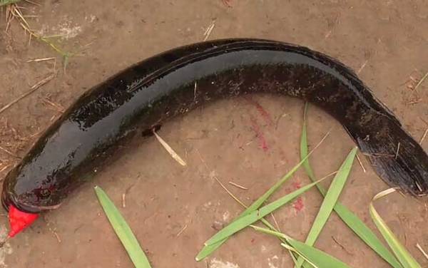 不吃黑鱼的民间说法有哪些?