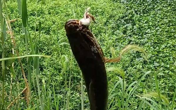 火头鱼是黑鱼吗?