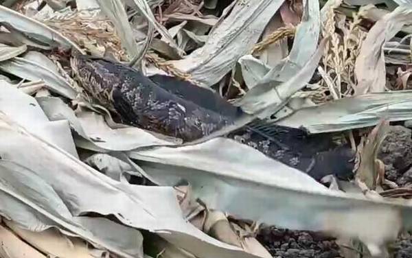 不吃黑鱼的民间说法有哪些?