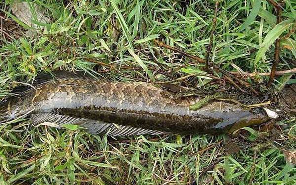 为什么不让女孩吃黑鱼?