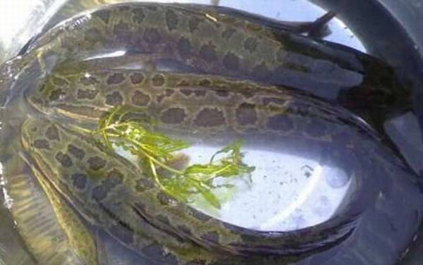 为什么不让女孩吃黑鱼?