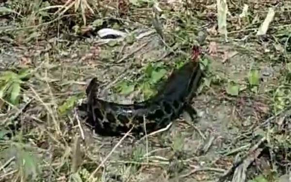 黑鱼身上的粘液怎么去除?