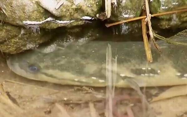 七星鱼有几个品种?