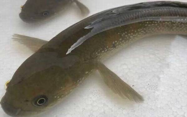 七星鱼怎么养在鱼缸中?