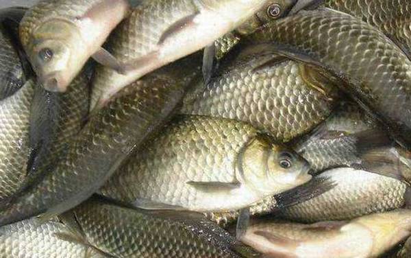 鲫鱼的生活习性及特点