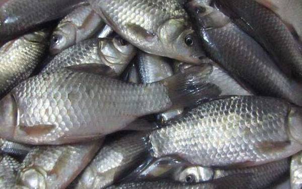 鲫鱼的生活习性及特点