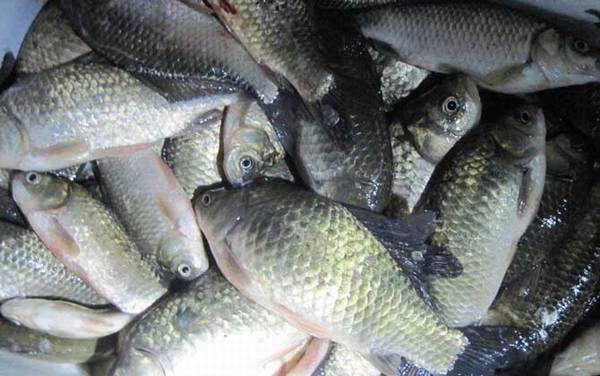 鲫鱼吃什么食物?