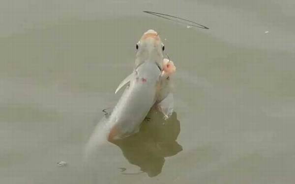 鲮鱼什么时候开口吃饵?