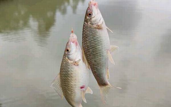 鲮鱼什么时候开口吃饵?