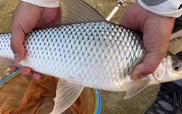 土鲮鱼又叫什么鱼?