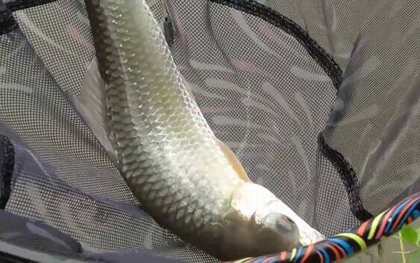 土鲮鱼最大能长多大?