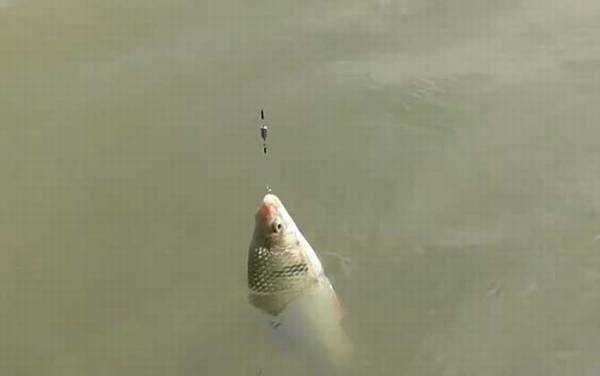 土鲮鱼价格多少钱一斤?