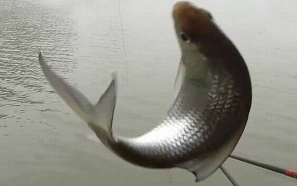 土鲮鱼什么时候产卵?