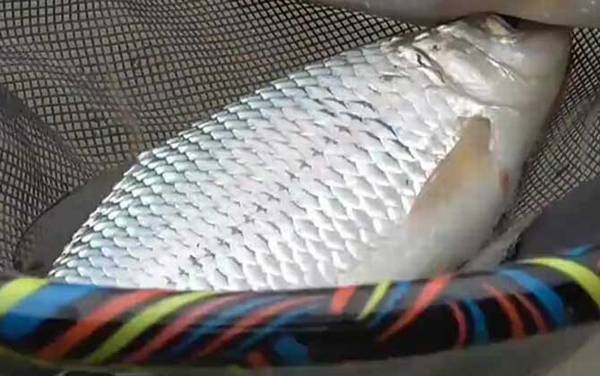 土鲮鱼什么时候产卵?