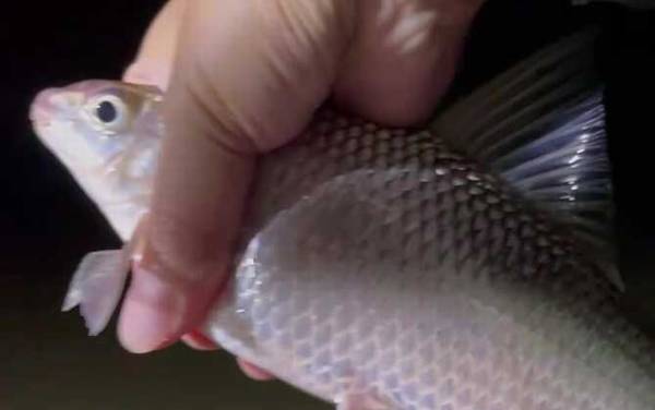 土鲮鱼一年能长多大?