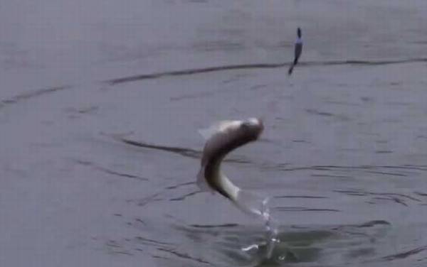 白条鱼为什么一出水就死?