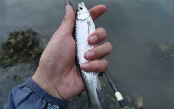 白条鱼和红翅子鱼是一种鱼吗?