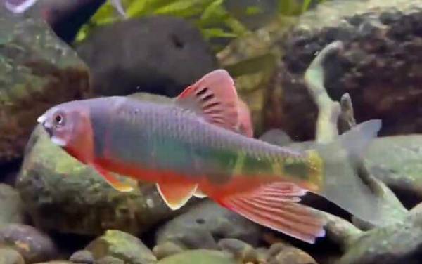 白条鱼和红翅子鱼是一种鱼吗?