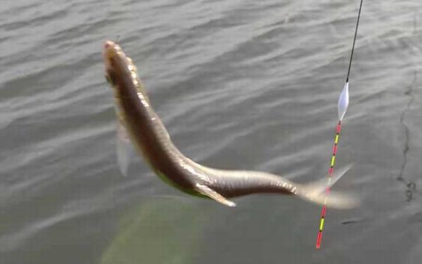 白条鱼和红翅子鱼是一种鱼吗?