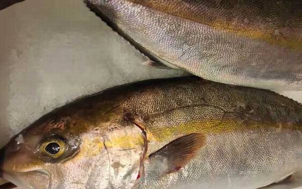鰤鱼是什么鱼?