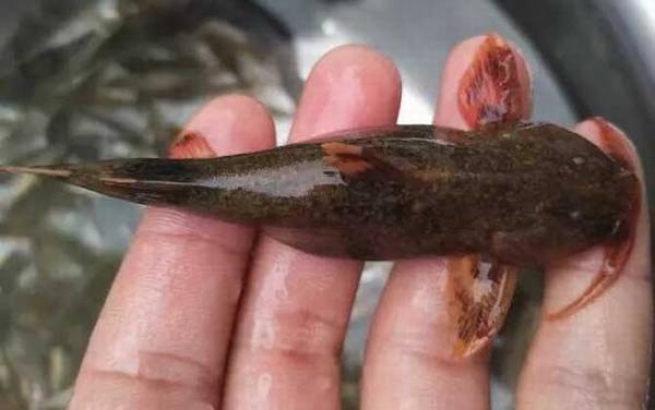 石巴子是什么鱼?