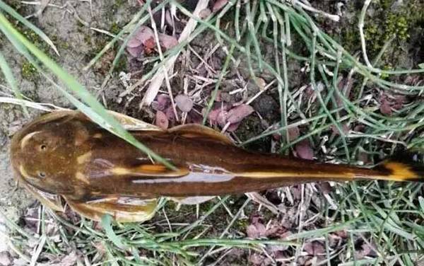 石巴子是什么鱼?