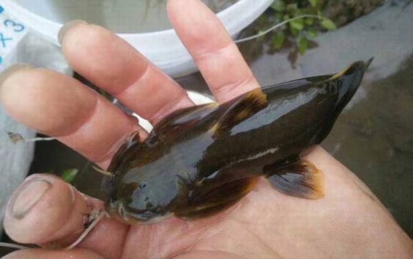 石巴子是什么鱼?