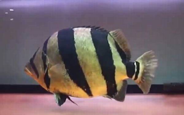 泰国虎鱼是什么鱼?