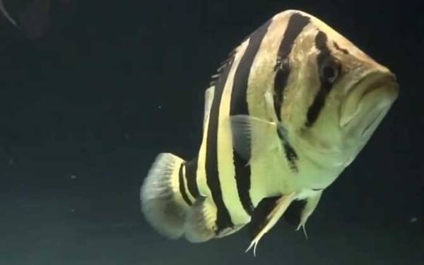 泰国虎鱼是什么鱼?