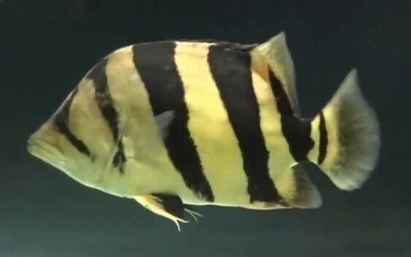 泰国虎鱼是什么鱼?