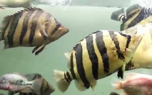 泰国虎鱼是什么鱼?