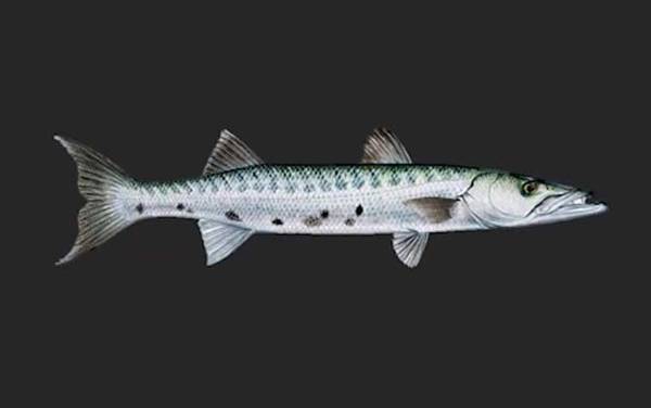 梭鱼是什么鱼?