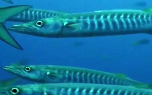 梭鱼是什么鱼?
